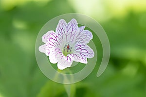 Pencilled geranium, Geranium versicolor close-up purple red veined flower